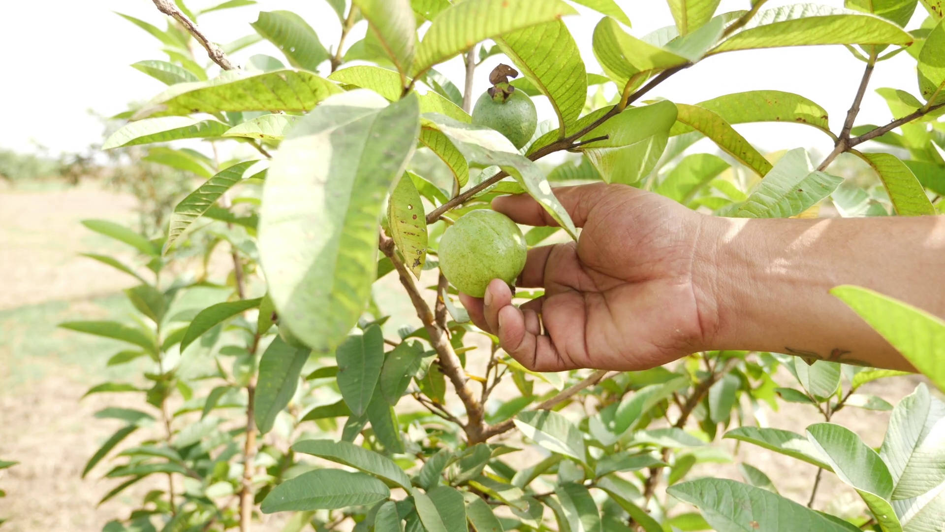 guava fruit, green guava fruit, lush green leaves, Full HD Desktop Wallpaper