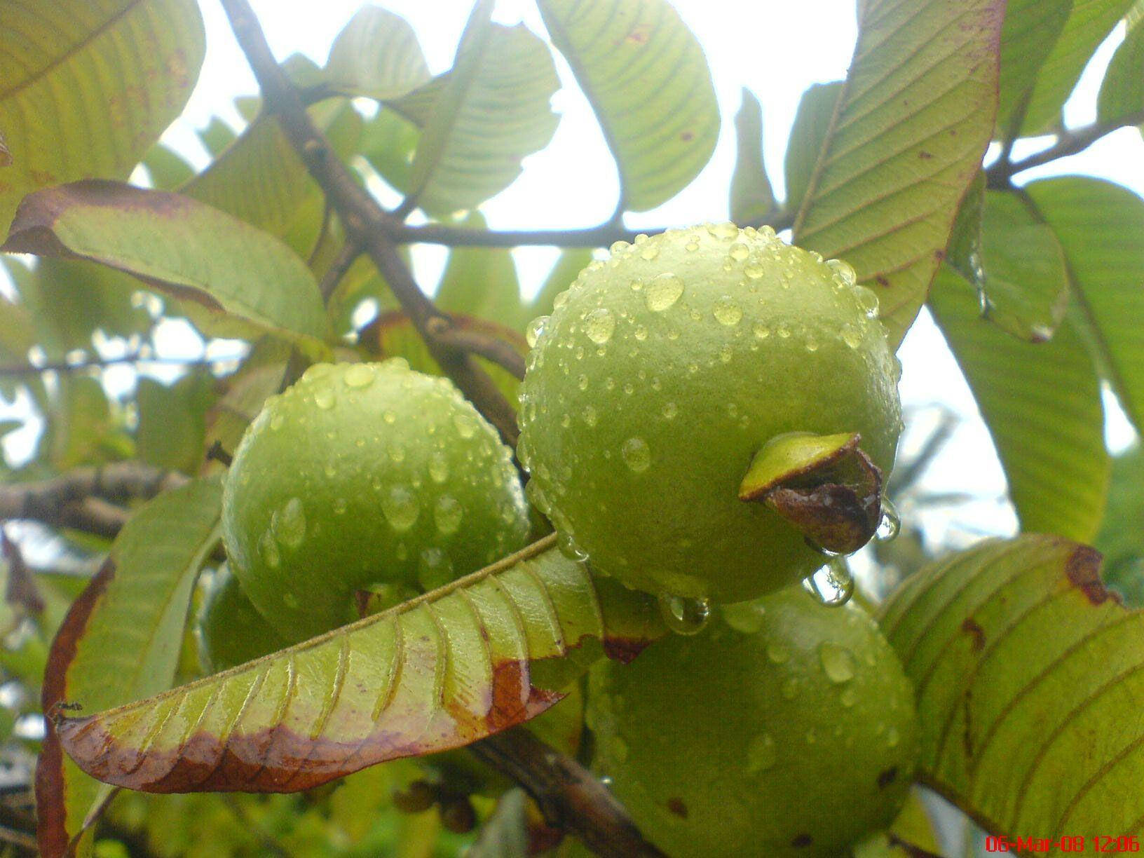 water droplet guava, fresh green guavas, dewdrops, HD Desktop Wallpaper