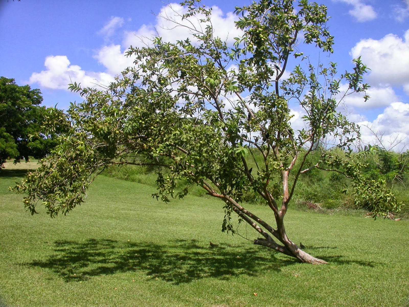 Guava Tree, vibrant green grass, bright blue sky, HD Desktop Wallpaper