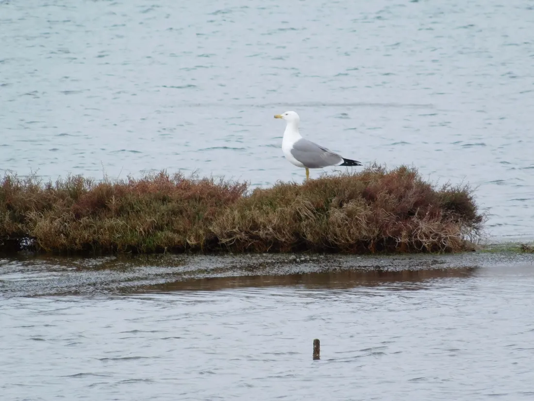 Gull