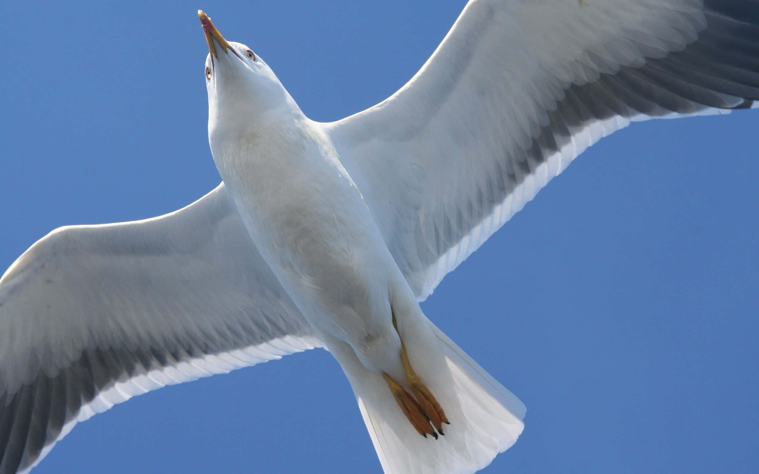 soaring seagull, blue sky, white feathers, 2K Desktop Wallpaper