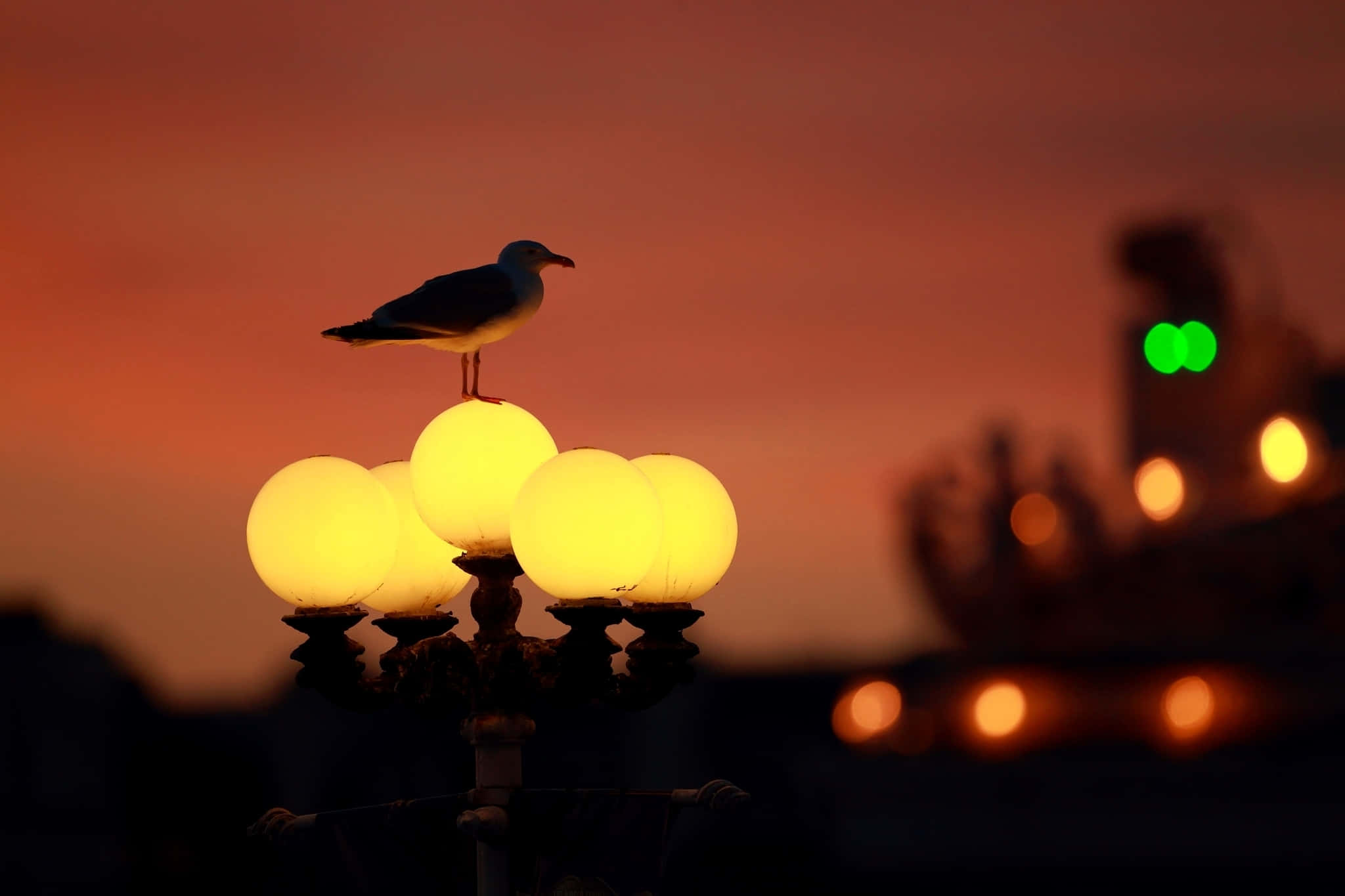 seagull, dusk, glowing spherical streetlights, Full HD Desktop Wallpaper