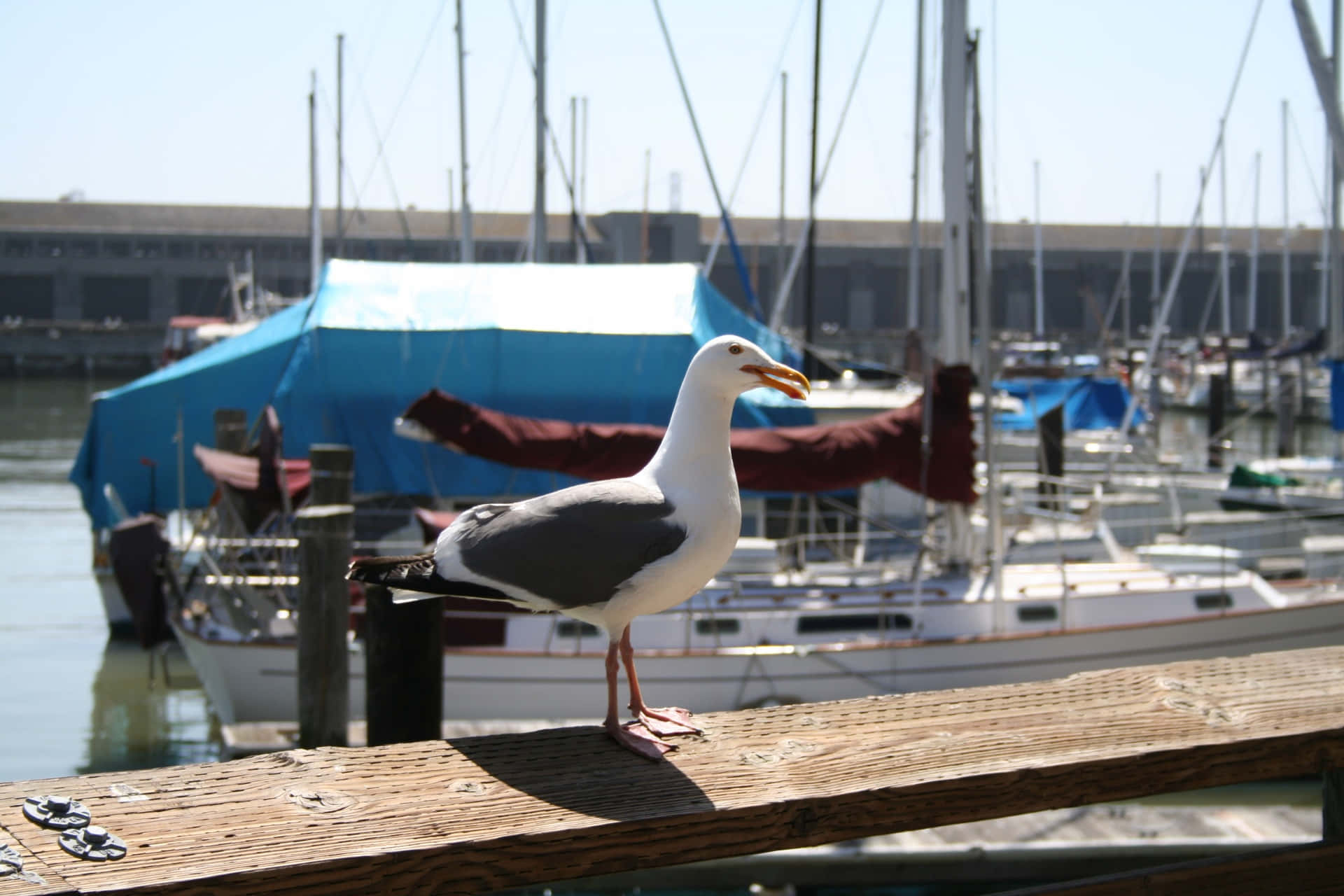 seagull, marina, weathered wooden pier railing, Full HD Desktop Wallpaper