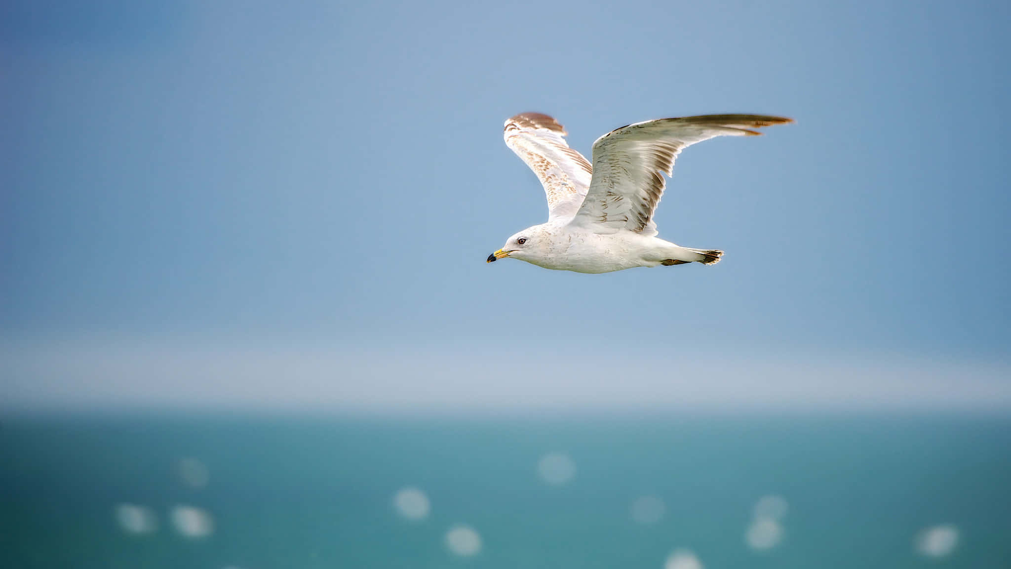 soaring seagull, turquoise ocean, clear blue sky, Full HD Desktop Wallpaper