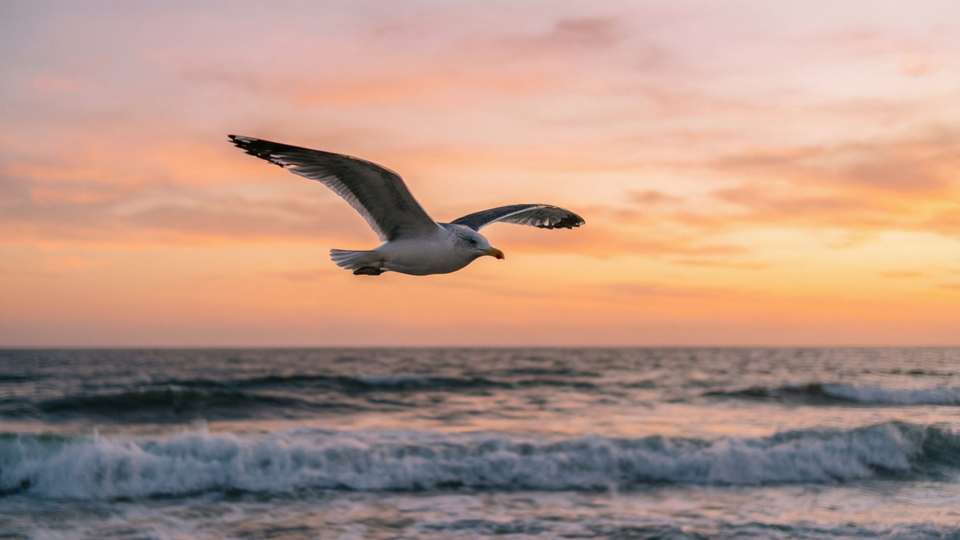 sunset, seagull, ocean waves, Full HD Desktop Wallpaper