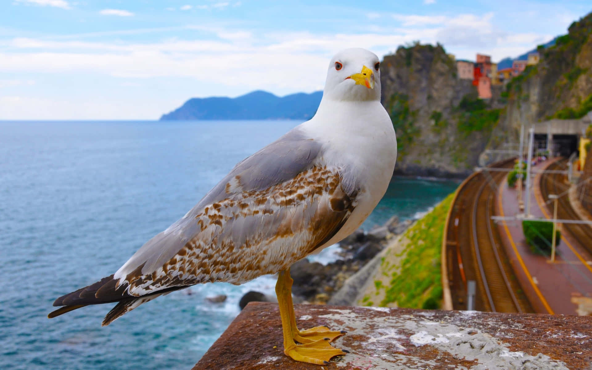 seagull, rusty ledge, coastal railway track, Full HD Desktop Wallpaper