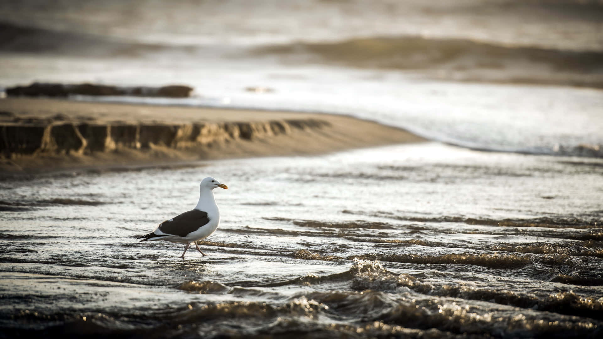 seagull, sandy beach, sunset, Full HD Desktop Wallpaper