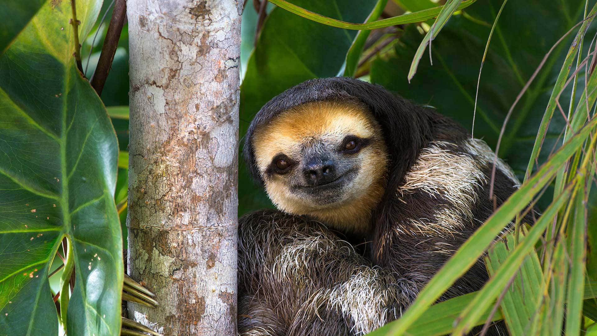 Guyana, three-toed sloth, dark fur, Full HD Desktop Wallpaper