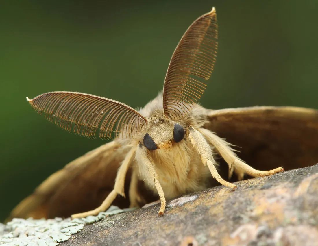 Gypsy Moth