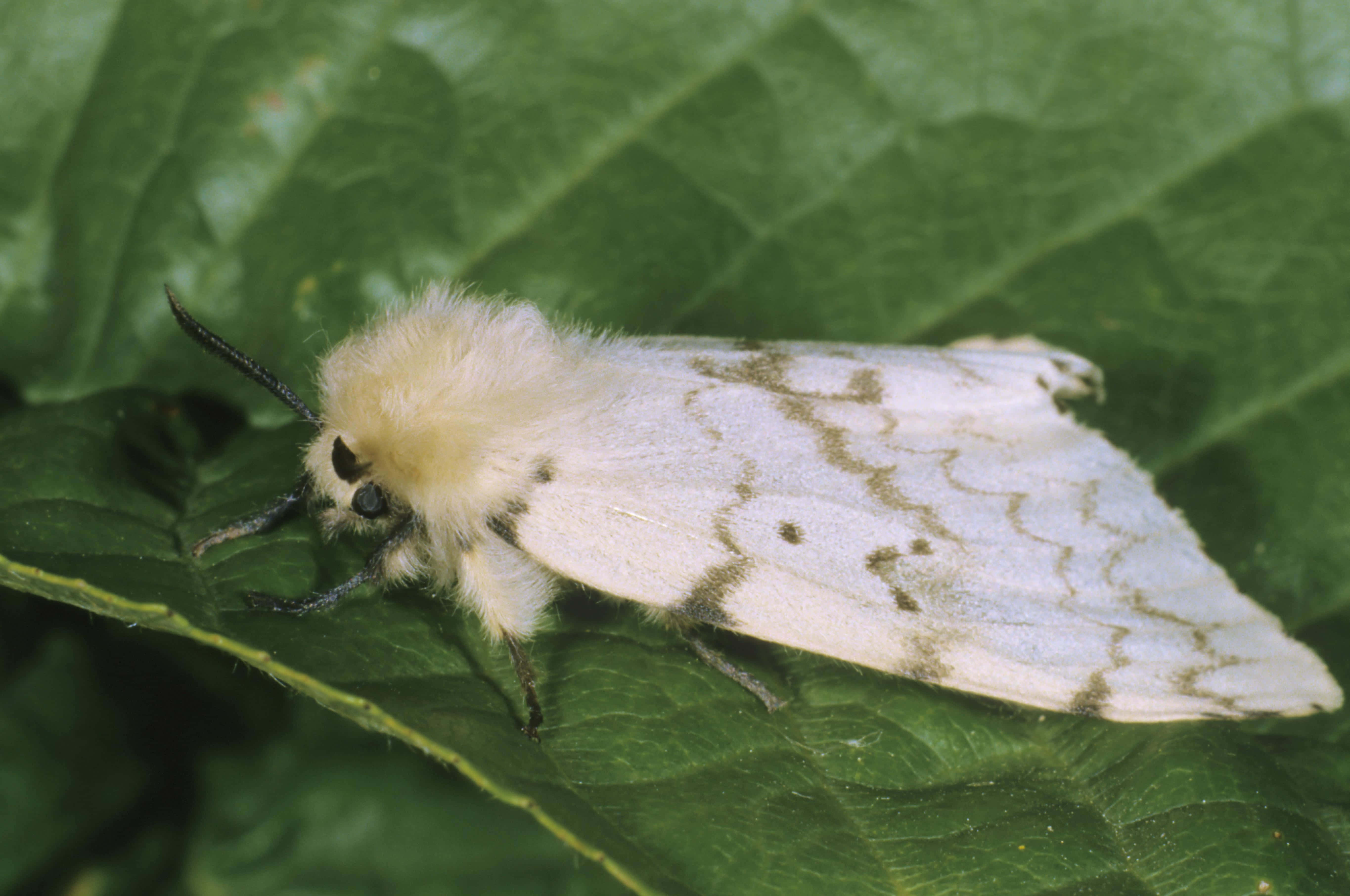 Gypsy Moth, green leaf, fluffy white moth, 5K Desktop Wallpaper
