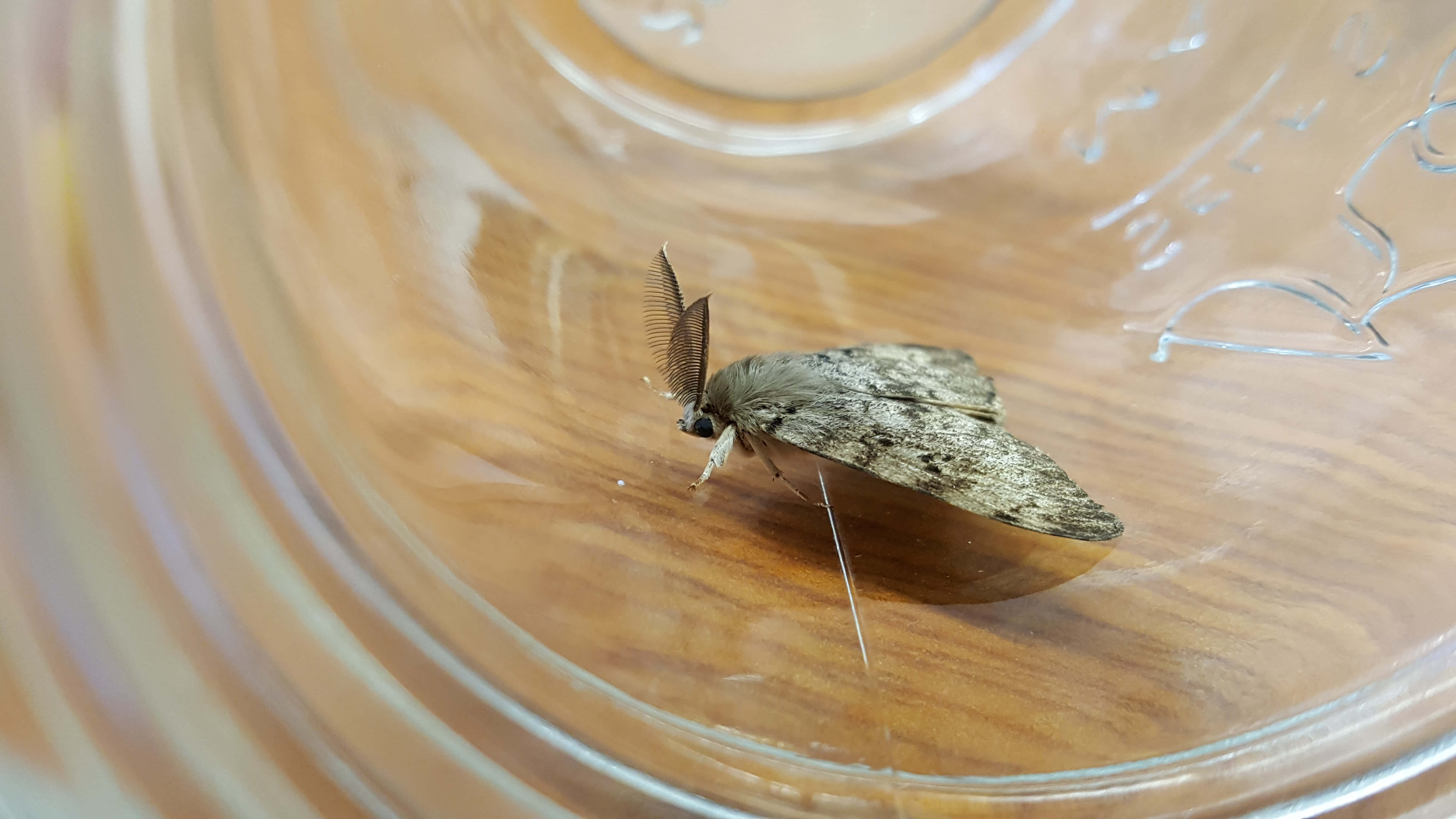 Gypsy Moth, glass jar, embossed patterns, 5K Desktop Wallpaper
