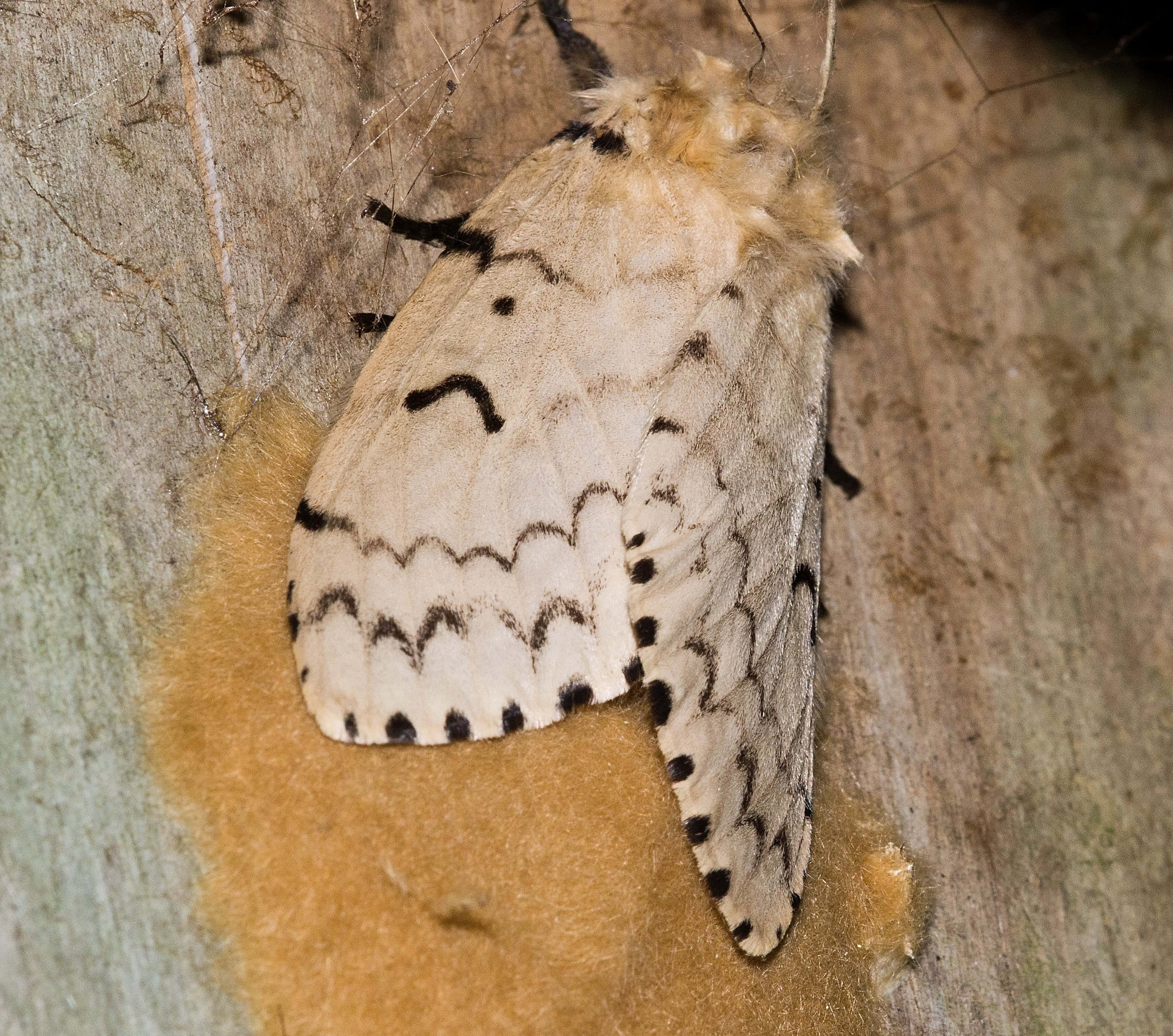 Gypsy Moth, tree bark, fluffy white moth, 2K Desktop Wallpaper