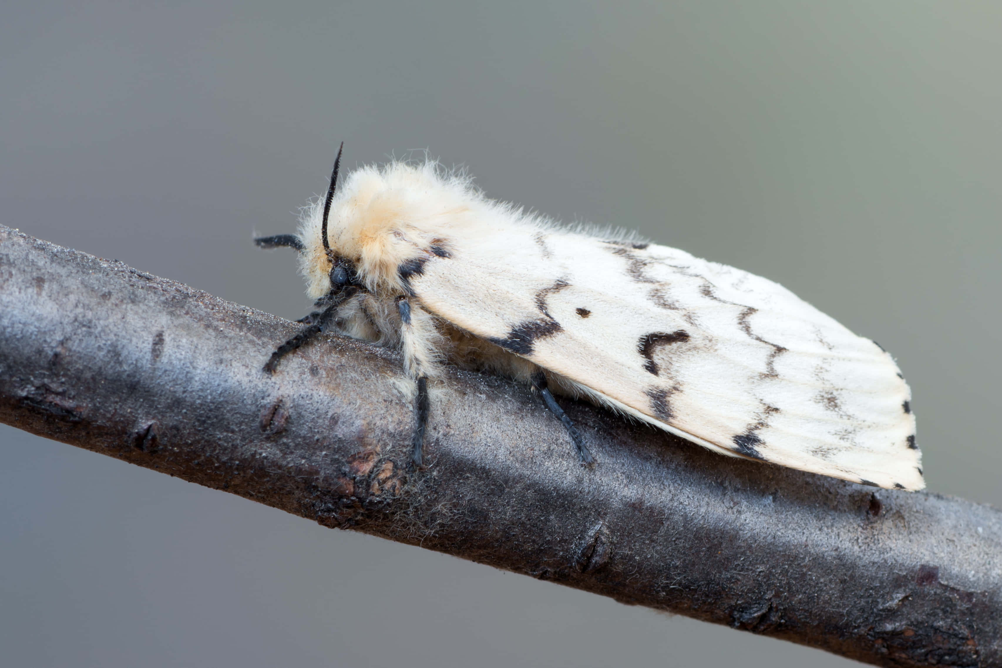 Gypsy Moth, fluffy white moth, black markings, 2K Desktop Wallpaper