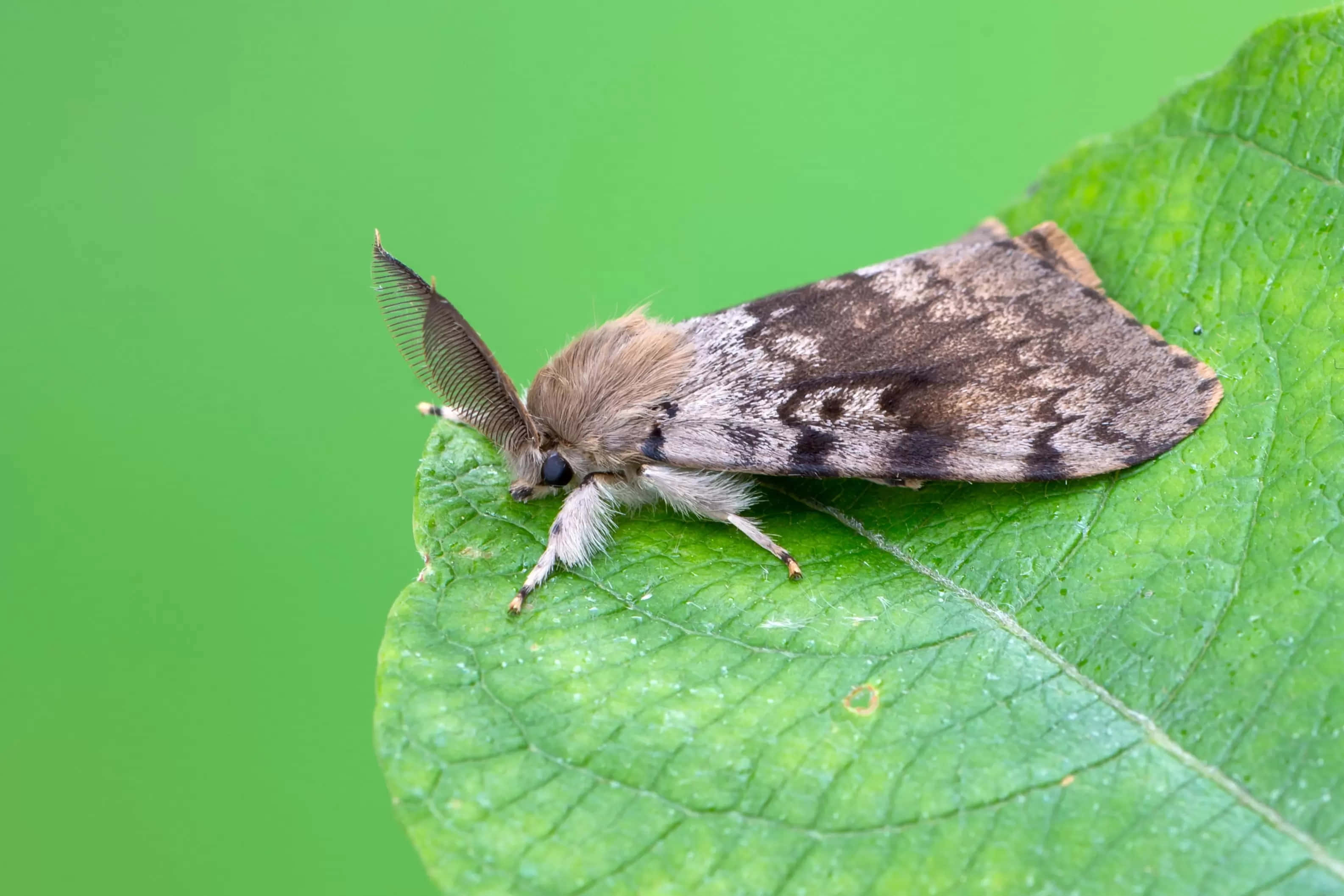 Gypsy Moth, green leaf, vibrant green, 2K Desktop Wallpaper