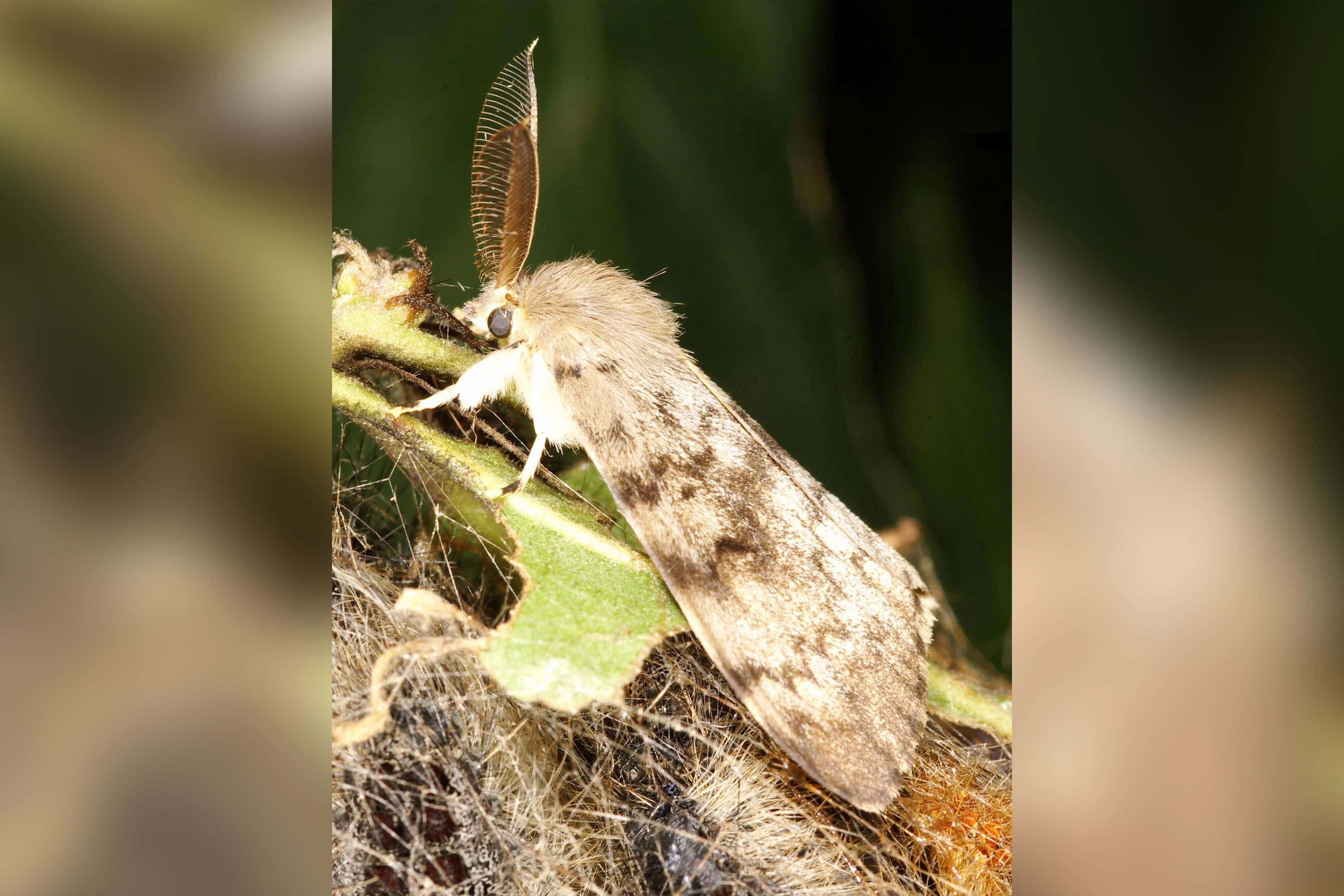 Gypsy Moth, fluffy brown moth, feathery antennae, 2K Desktop Wallpaper