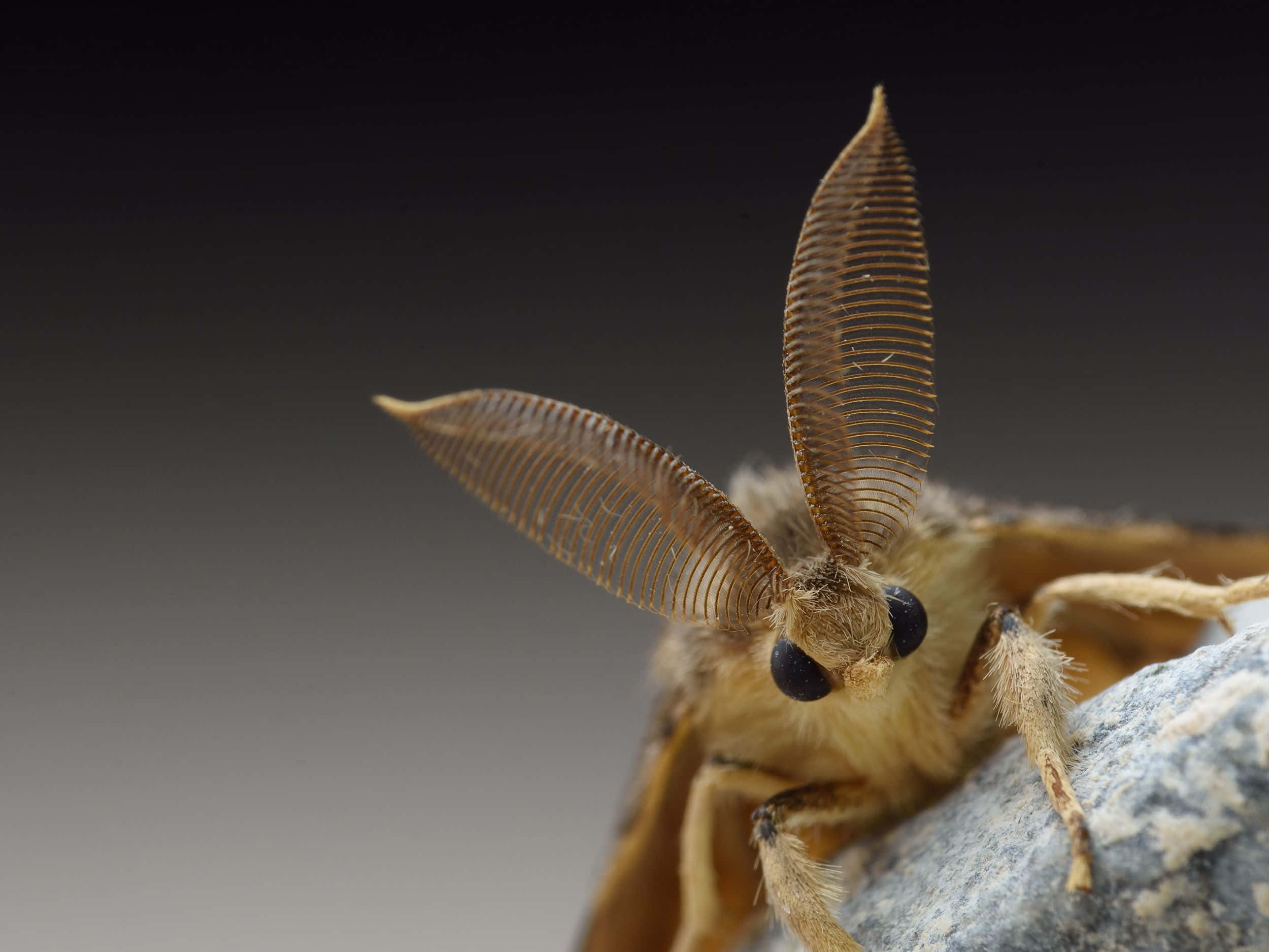 Gypsy Moth, brown moth, feathery antennae, Full HD Desktop Wallpaper