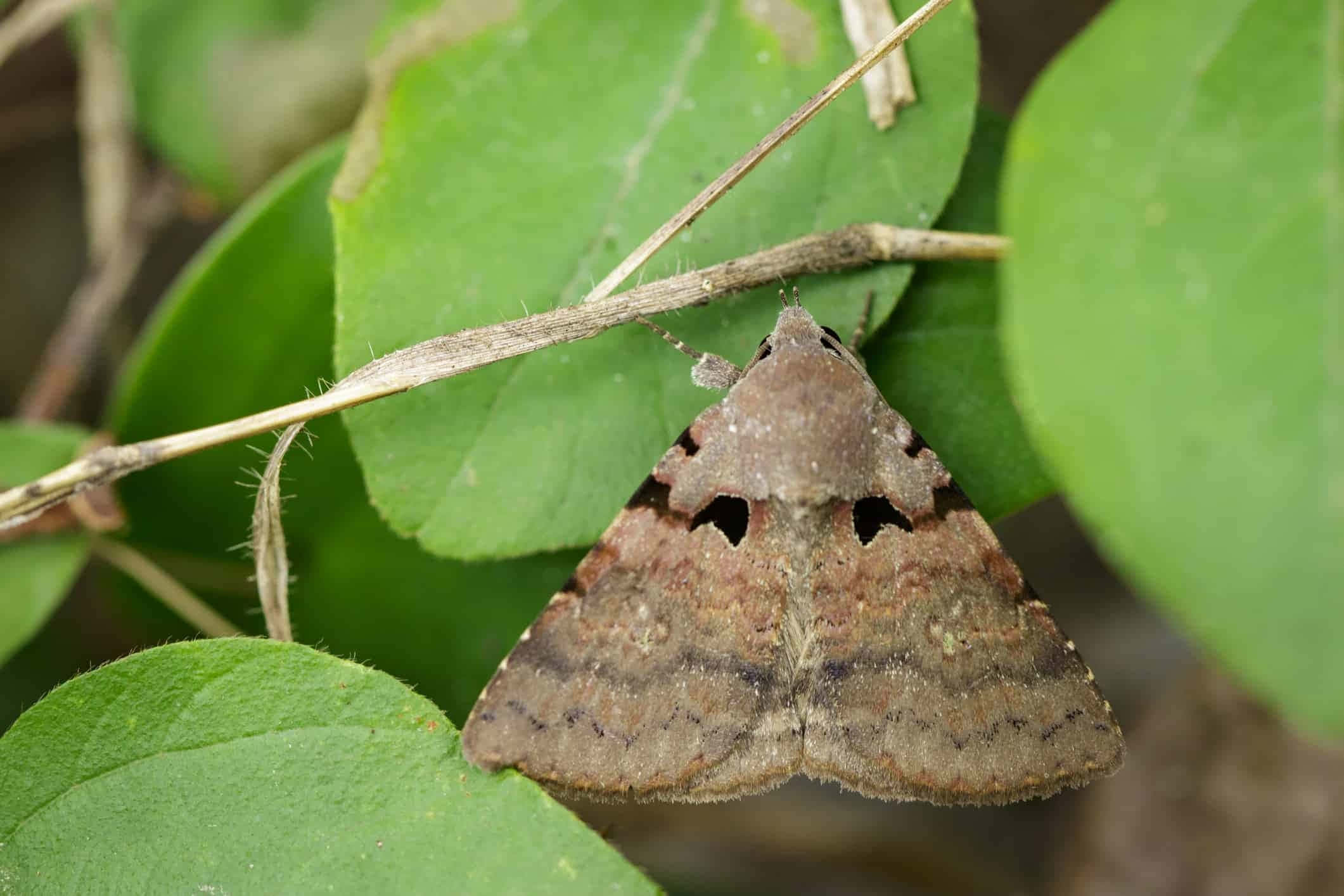Gypsy Moth, brown, eye-like spots, Full HD Desktop Wallpaper