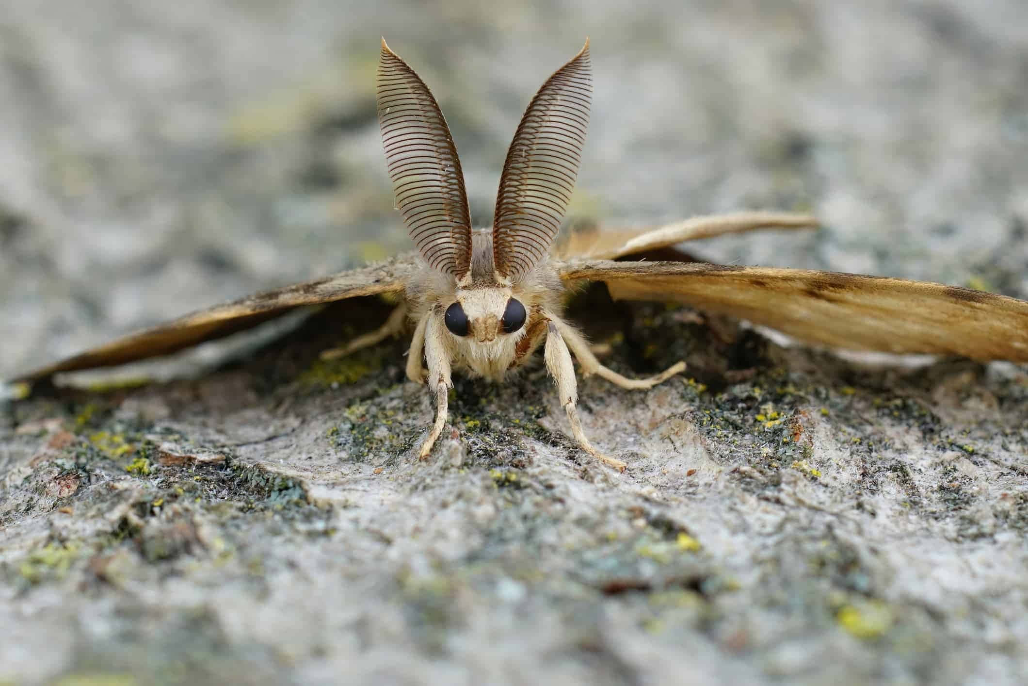 Gypsy Moth, brown, feathery antennae, Full HD Desktop Wallpaper