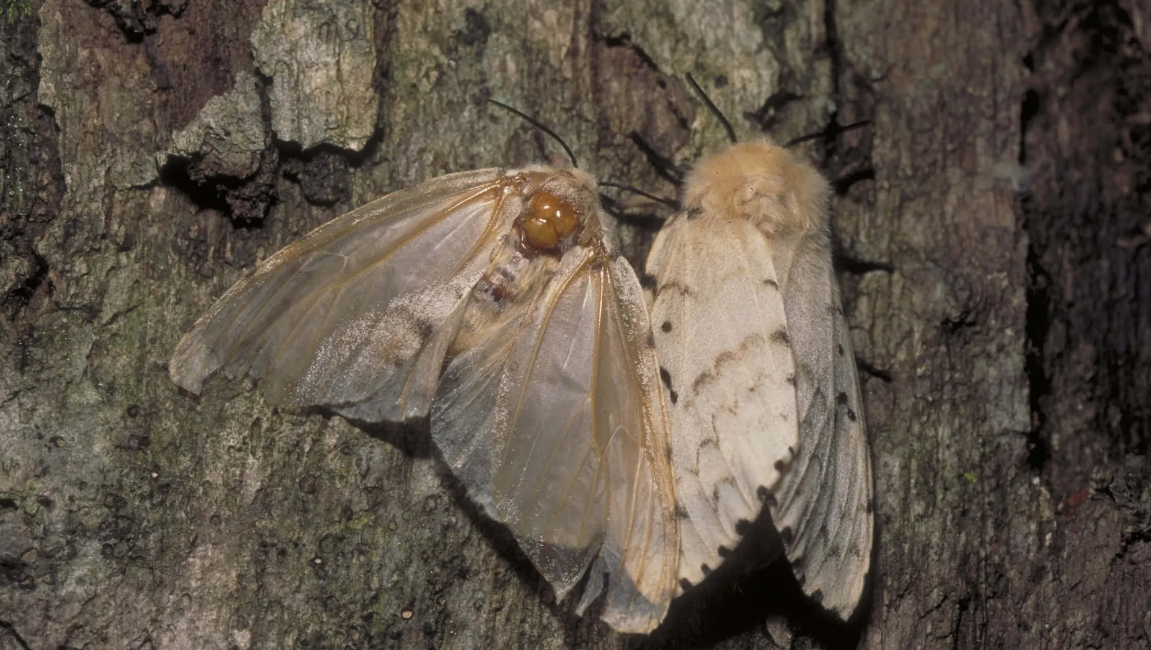 Gypsy Moth, tree bark, pale wings, Full HD Desktop Wallpaper