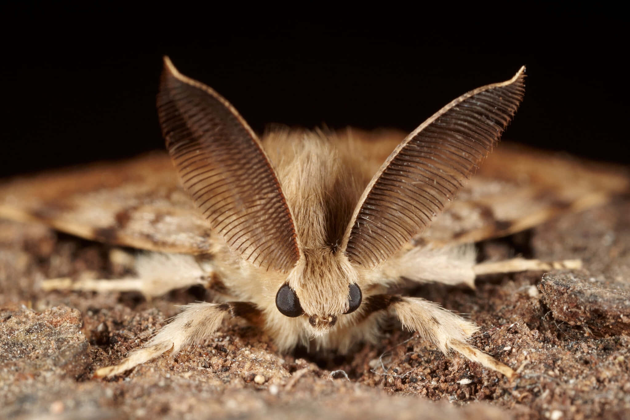 Gypsy Moth, fuzzy brown, veined wings, Full HD Desktop Wallpaper