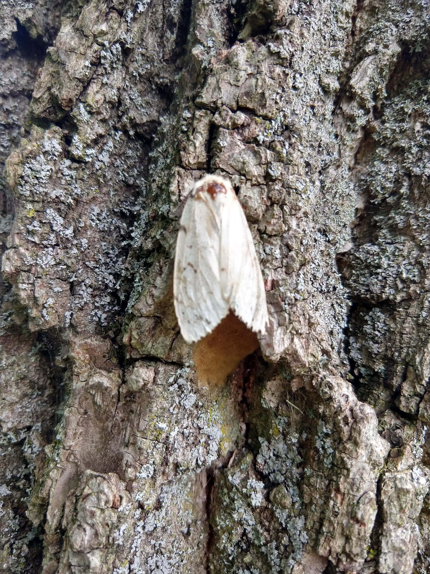 Gypsy Moth, tree bark, gray lichen, Full HD Phone Wallpaper