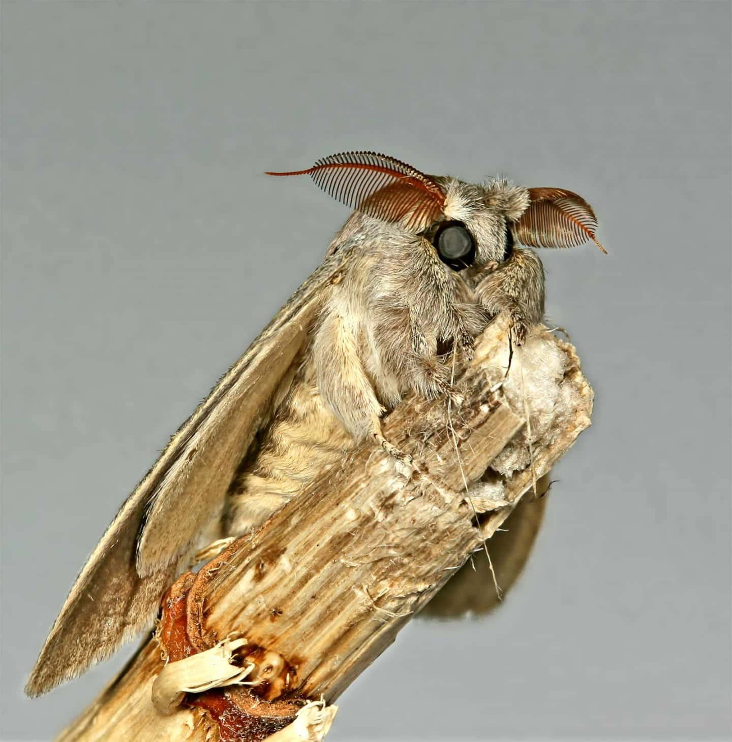 Gypsy Moth, fluffy gray moth, feathery reddish-brown antennae, HD Phone Wallpaper