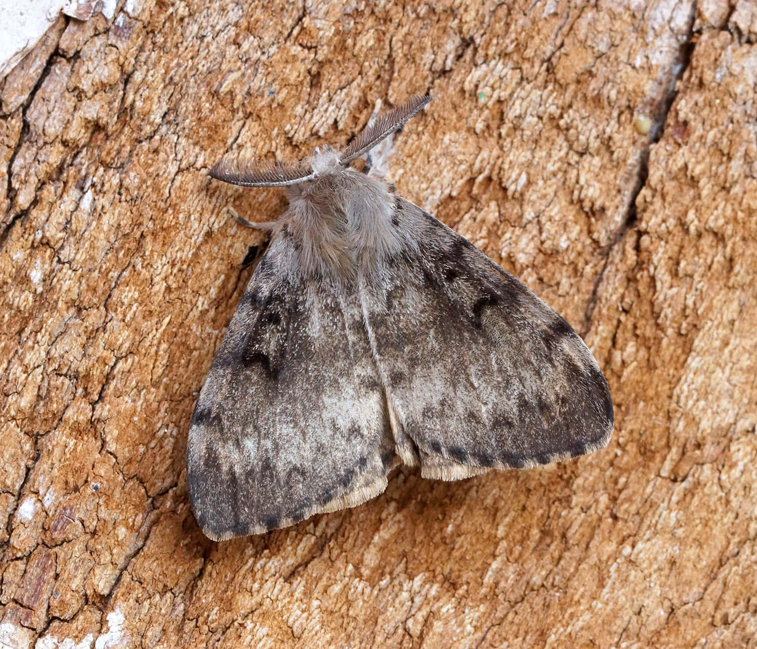 Gypsy Moth, tree bark, fluffy gray moth, HD Desktop Wallpaper