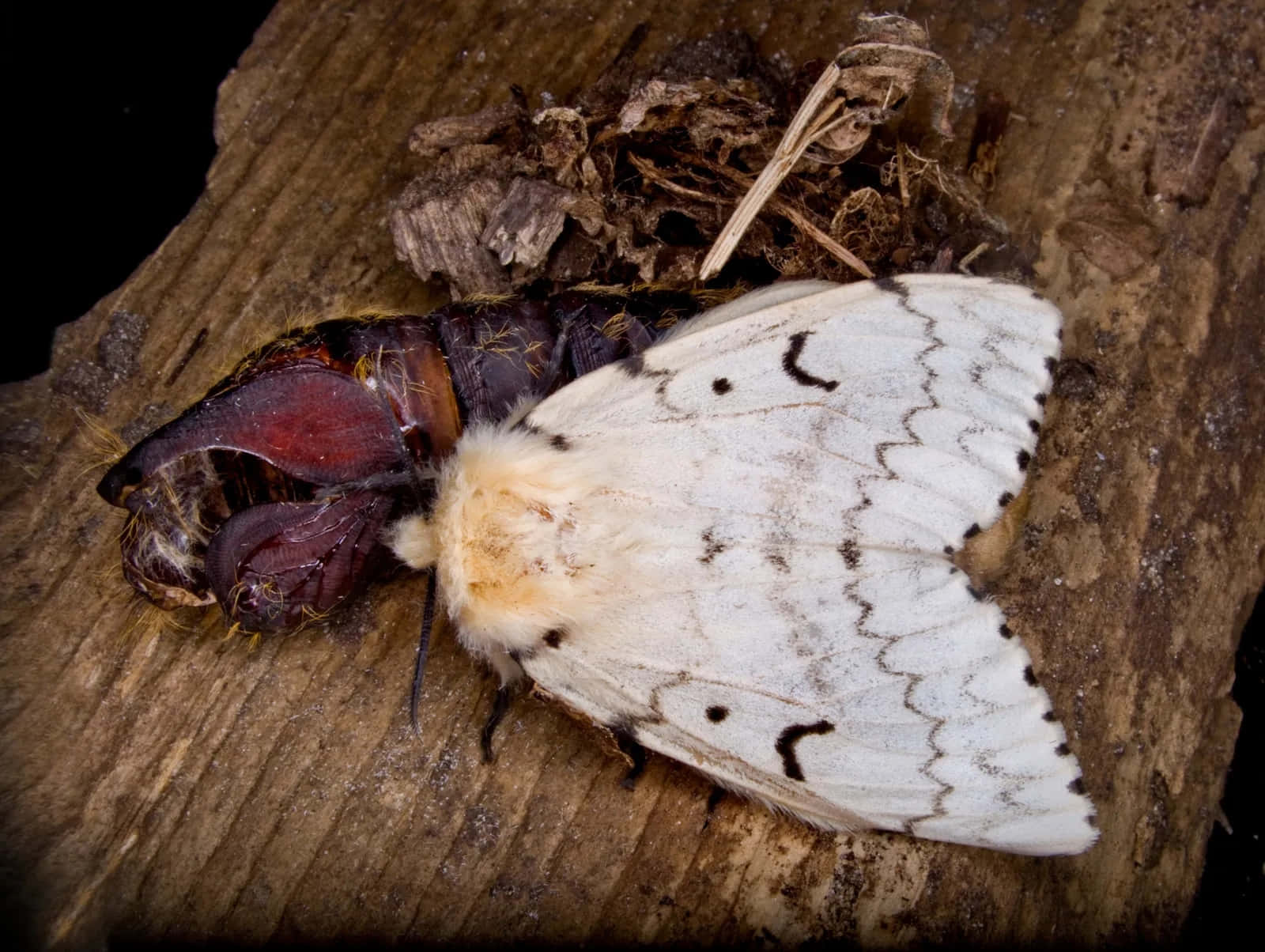 Gypsy Moth, pupa, pupal case, HD Desktop Wallpaper