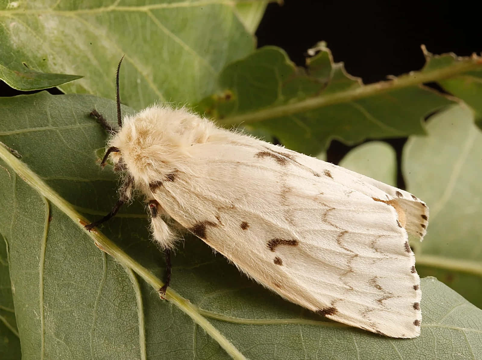 Gypsy Moth, white moth, dark spots, HD Desktop Wallpaper