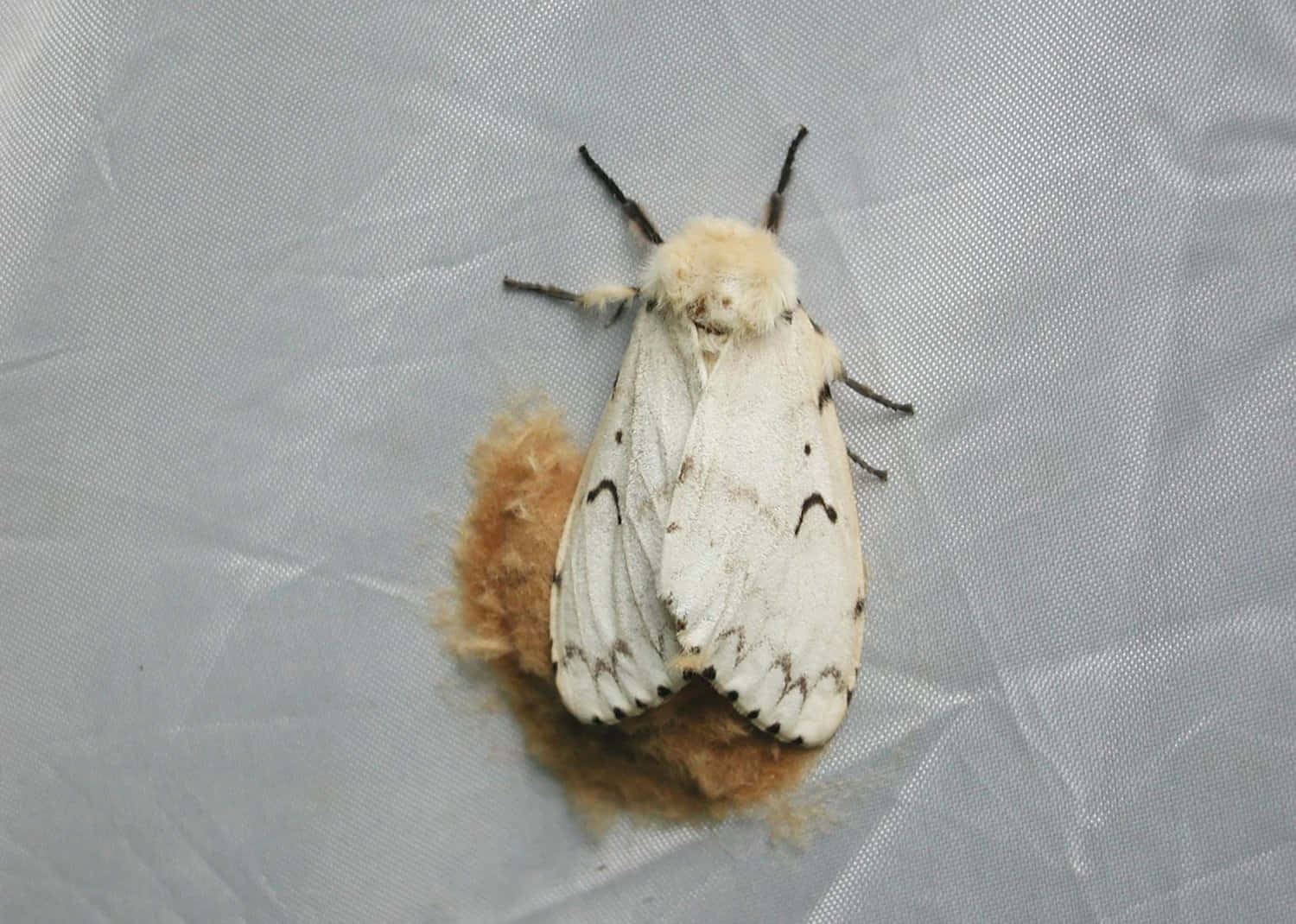 Gypsy Moth, fluffy white moth, black markings, HD Desktop Wallpaper