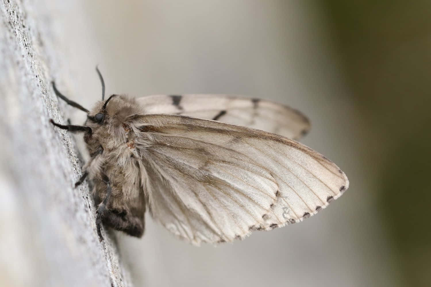 Gypsy Moth, fluffy white moth, dark markings, HD Desktop Wallpaper