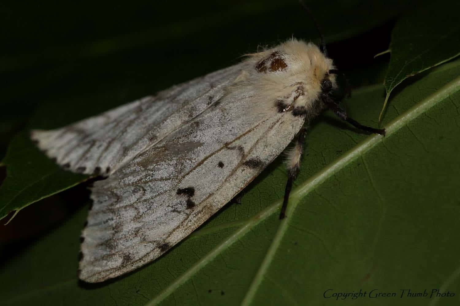Gypsy Moth, fluffy white moth, gray markings, HD Desktop Wallpaper