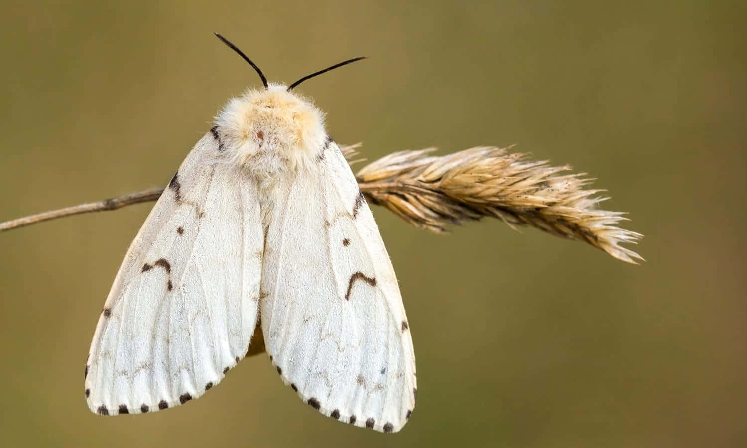 Gypsy Moth, grass blade, fluffy white moth, HD Desktop Wallpaper