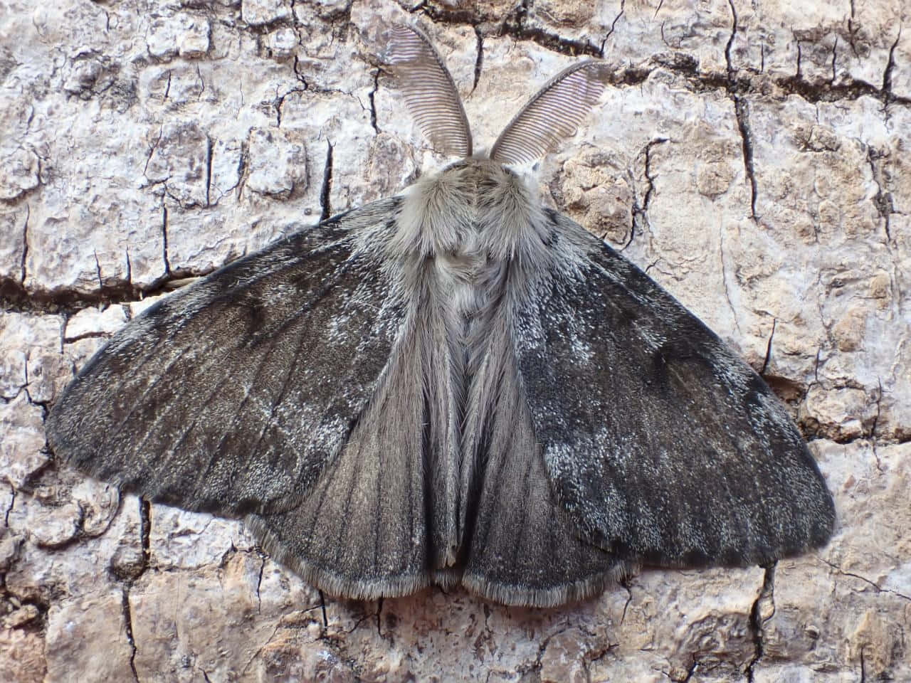 Gypsy Moth, tree bark, fluffy gray, HD Desktop Wallpaper