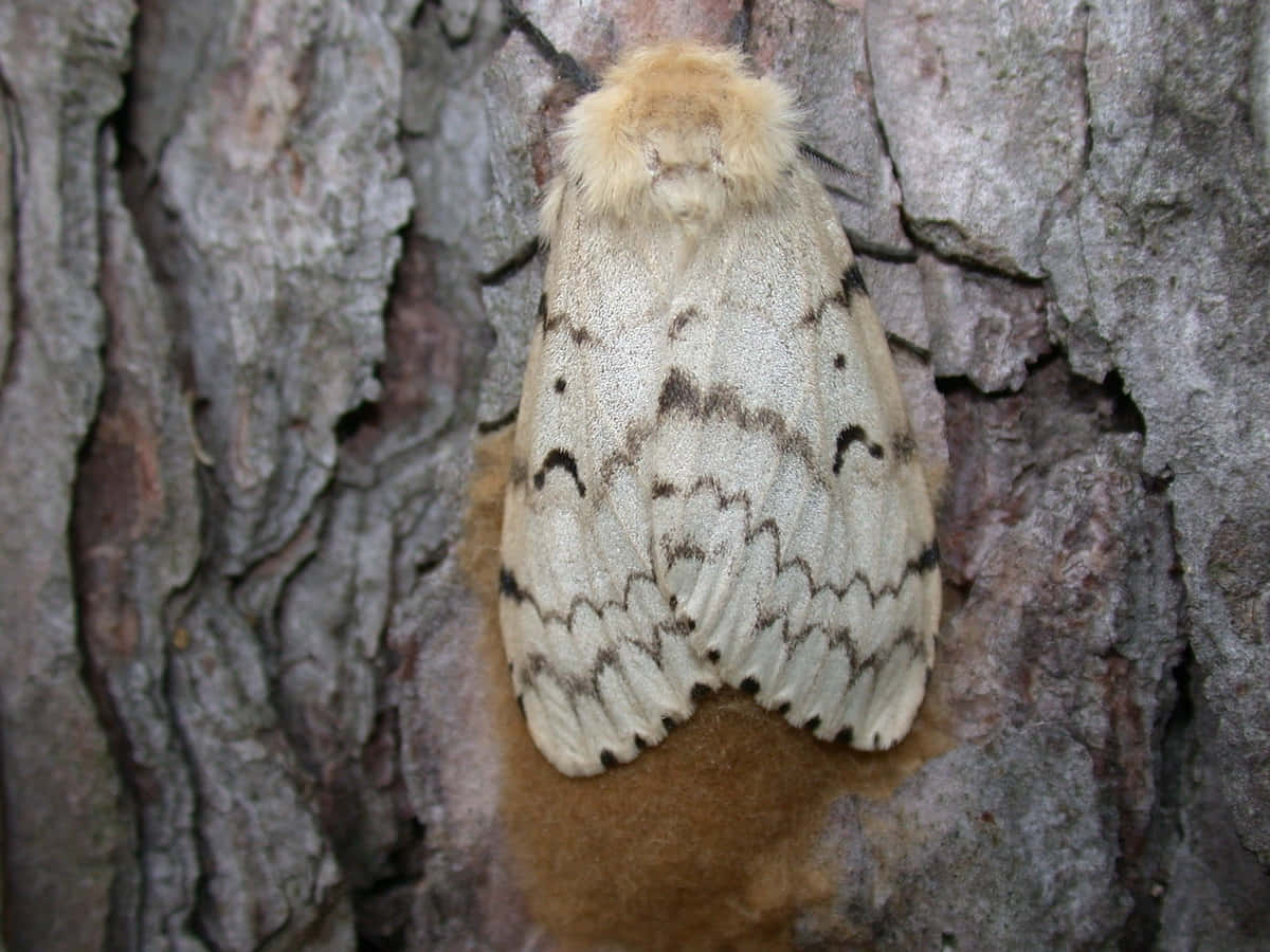 Gypsy Moth, tree bark, fluffy white and brown moth, SD Desktop Wallpaper