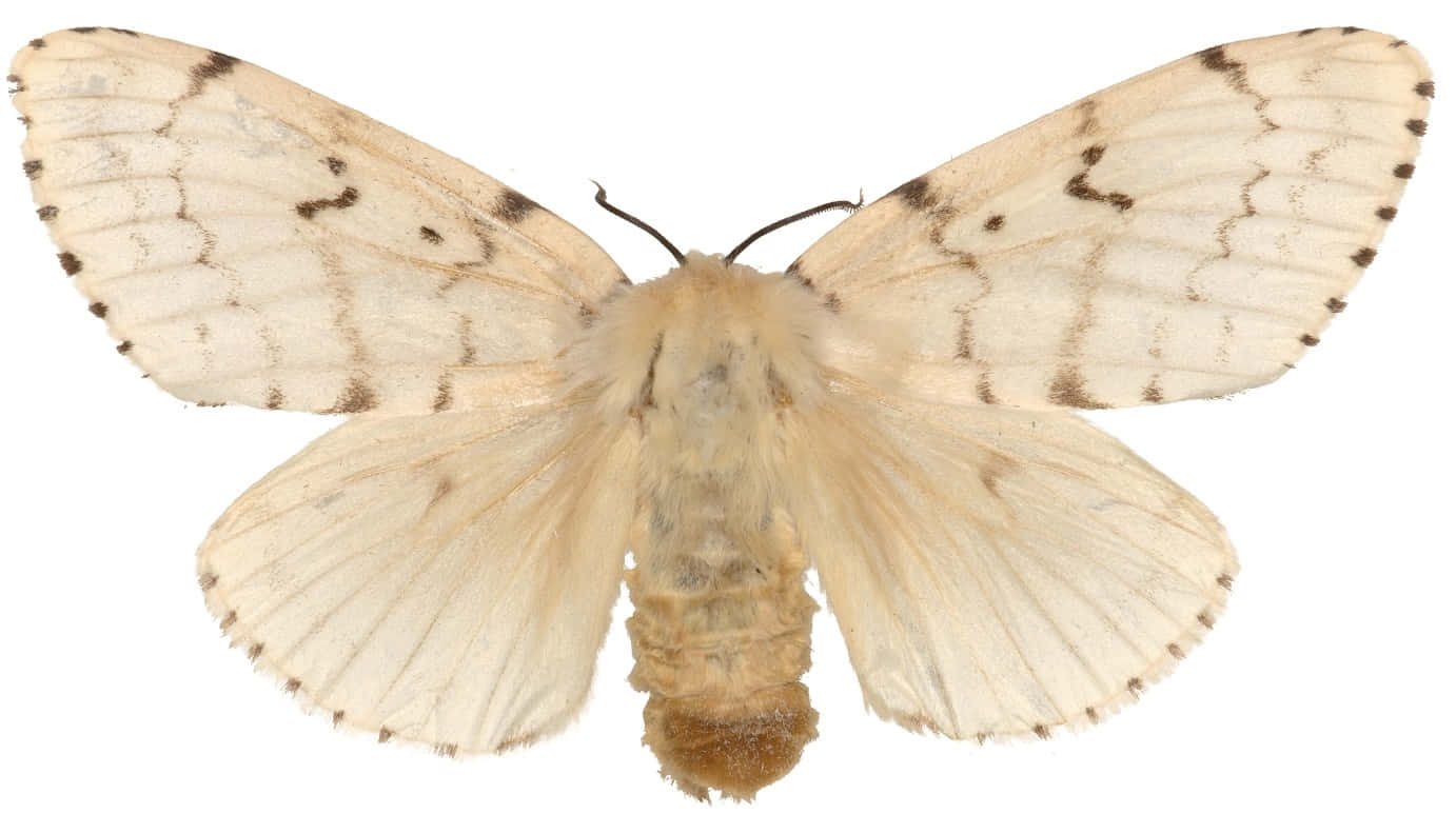 Gypsy Moth, pale cream, brown speckled wings, HD Desktop Wallpaper
