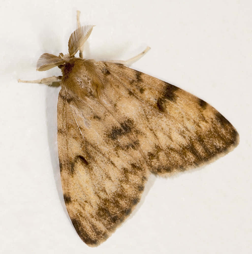 Gypsy Moth, brownish, mottled wings, SD Phone Wallpaper