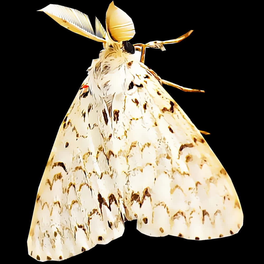 Gypsy Moth, white moth, brown speckled wings, SD Desktop Wallpaper
