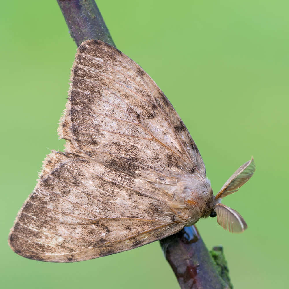 Gypsy Moth, fluffy brown moth, mottled wings, SD Desktop Wallpaper