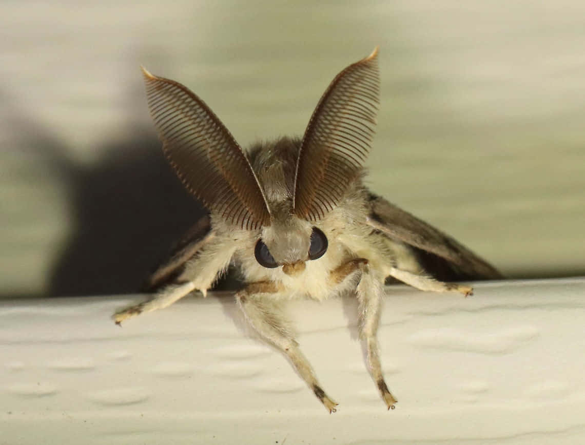 Gypsy Moth, fuzzy gray, feathery brown wings, SD Desktop Wallpaper