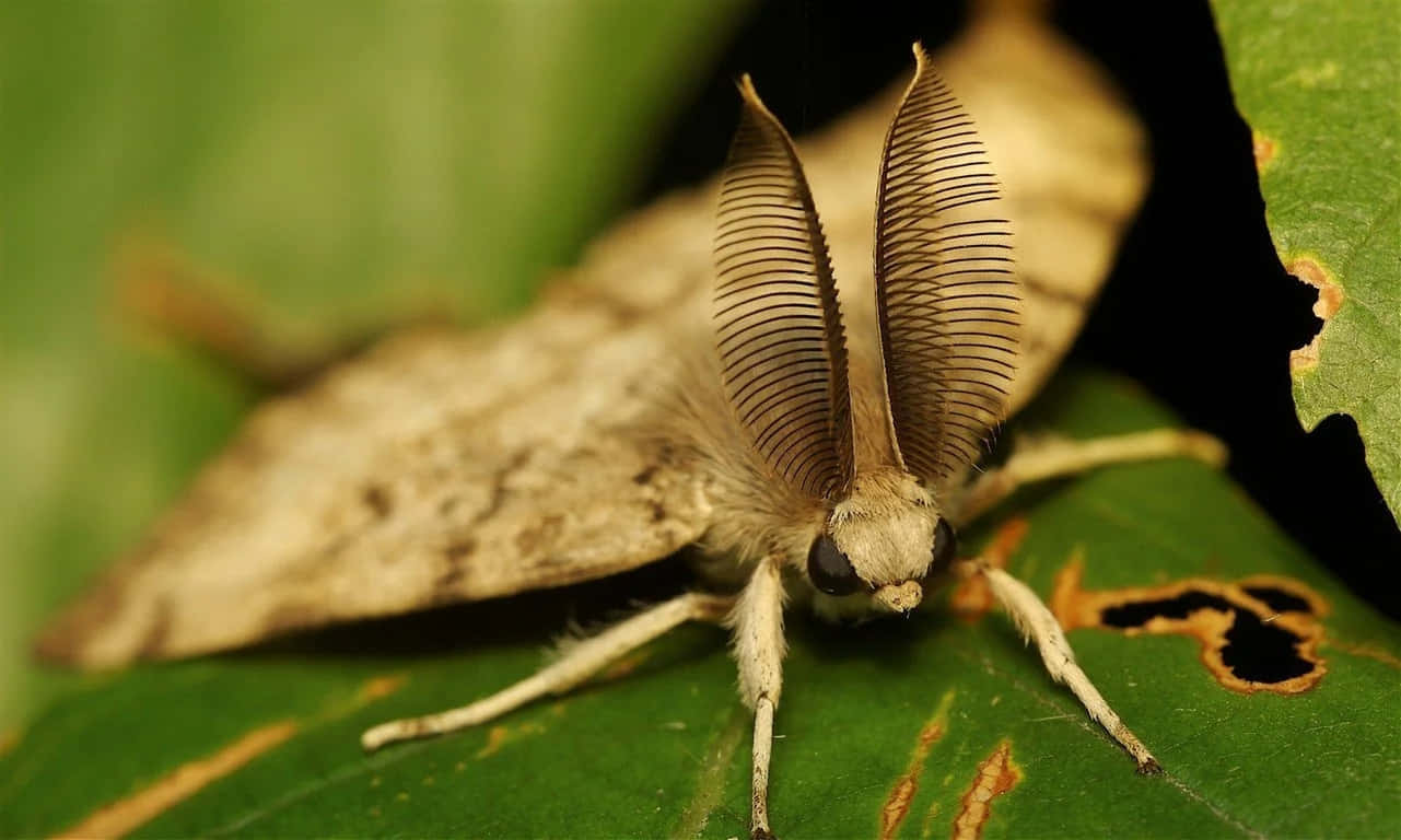 Gypsy Moth, feathery antennae, green leaf, HD Desktop Wallpaper