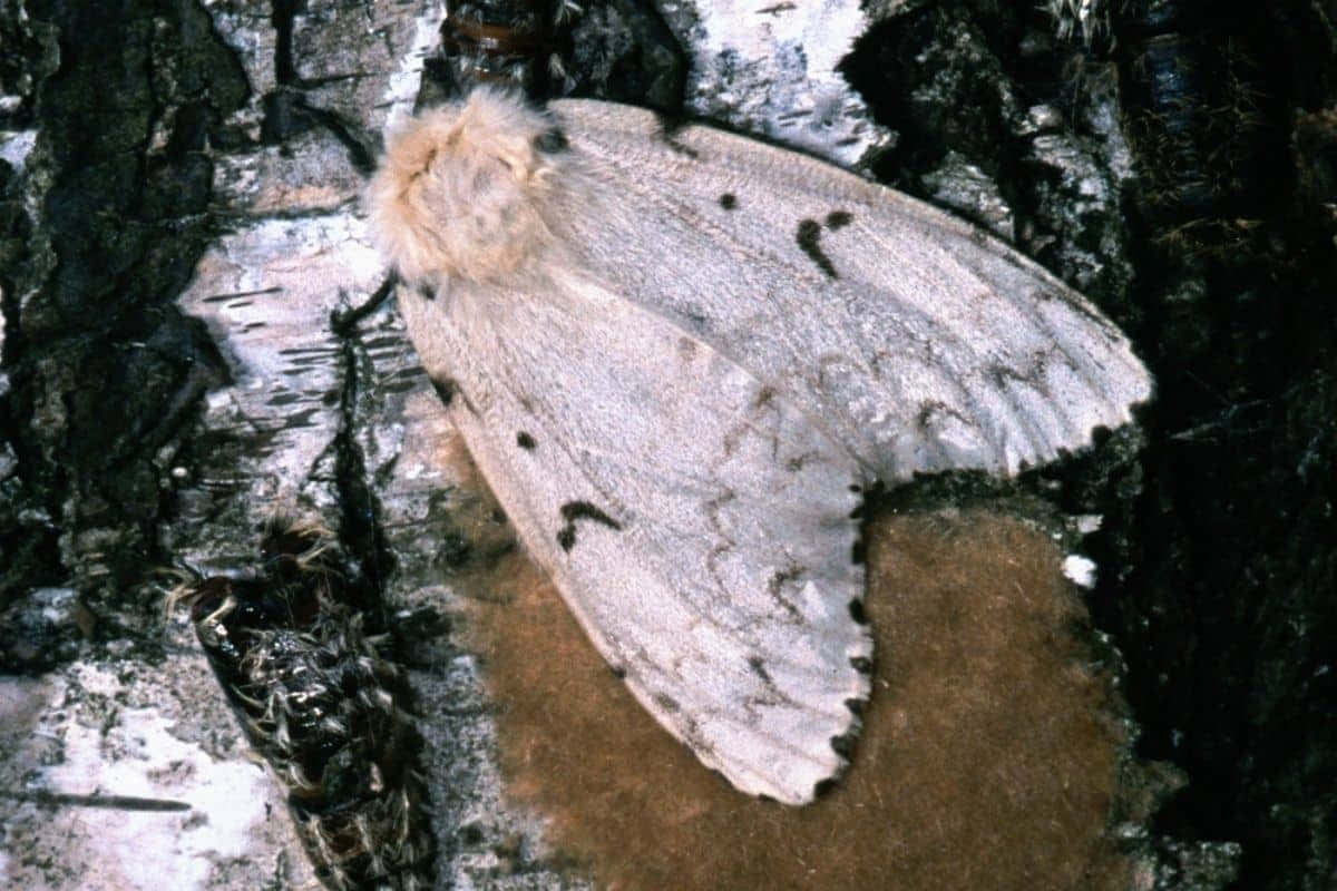Gypsy Moth, tree bark, birch bark, SD Desktop Wallpaper