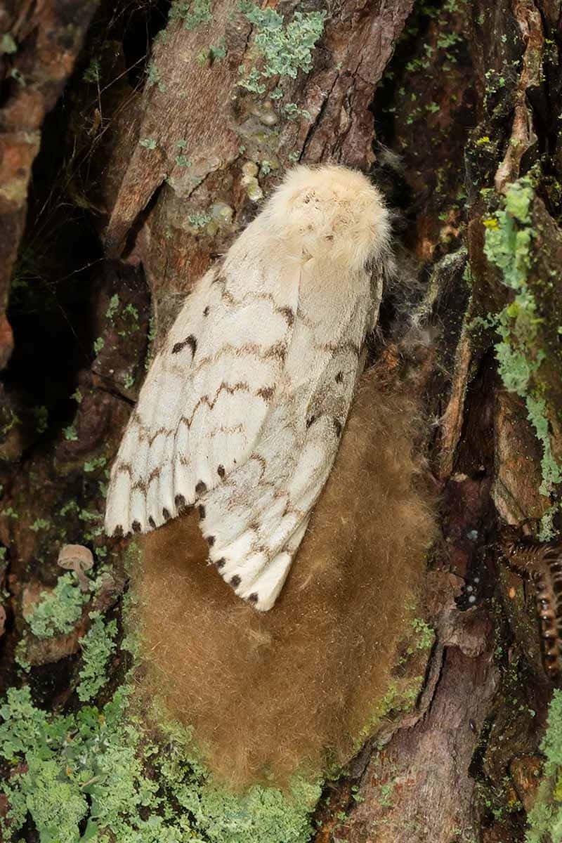 Gypsy Moth, tree bark, mossy tree trunk, SD Phone Wallpaper