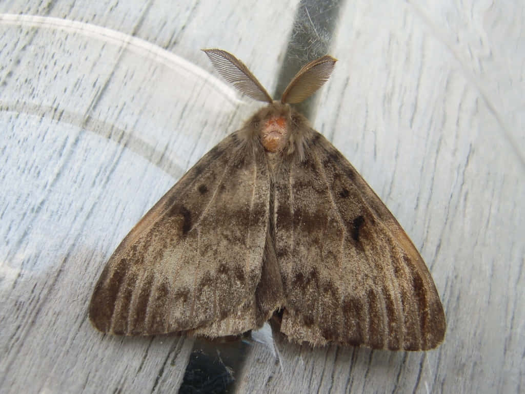 Gypsy Moth, wooden surface, brown moth, SD Desktop Wallpaper