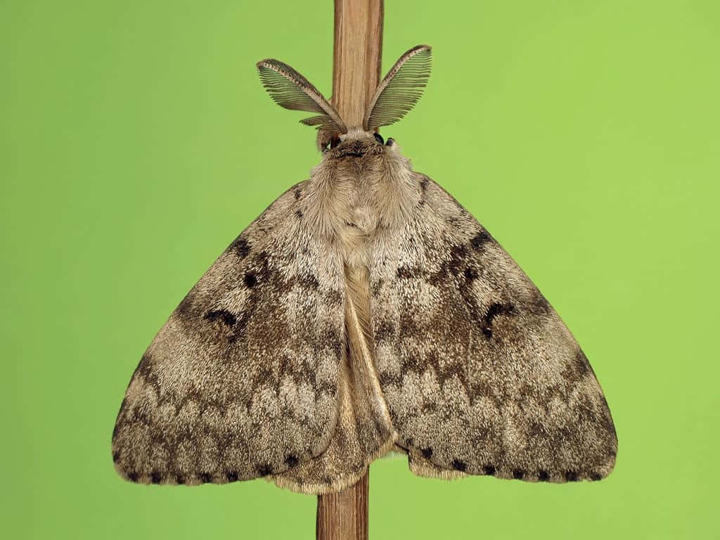 Gypsy Moth, green background, fluffy gray moth, SD Desktop Wallpaper
