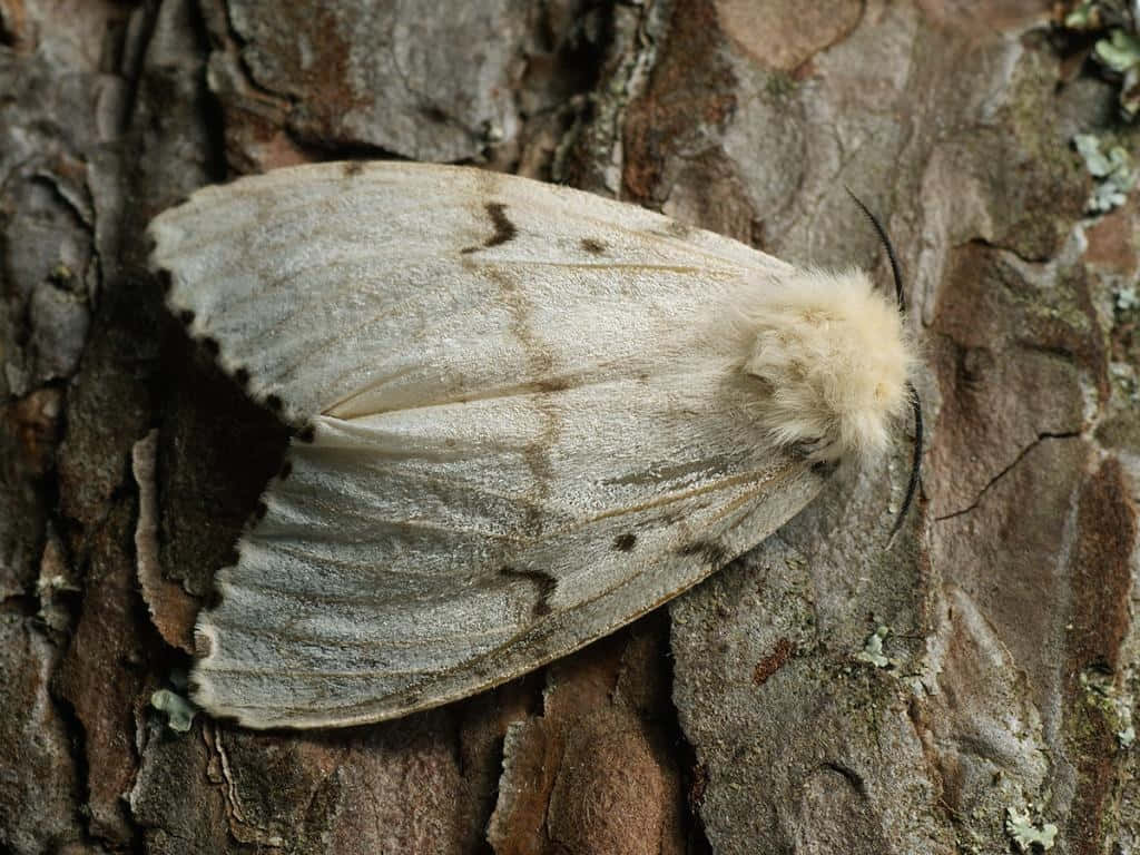 Gypsy Moth, tree bark, lichen, SD Desktop Wallpaper