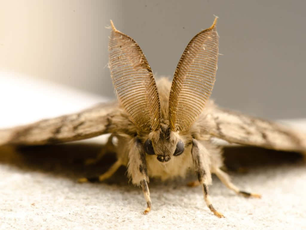 Gypsy Moth, fuzzy brown, feathery antennae, SD Desktop Wallpaper