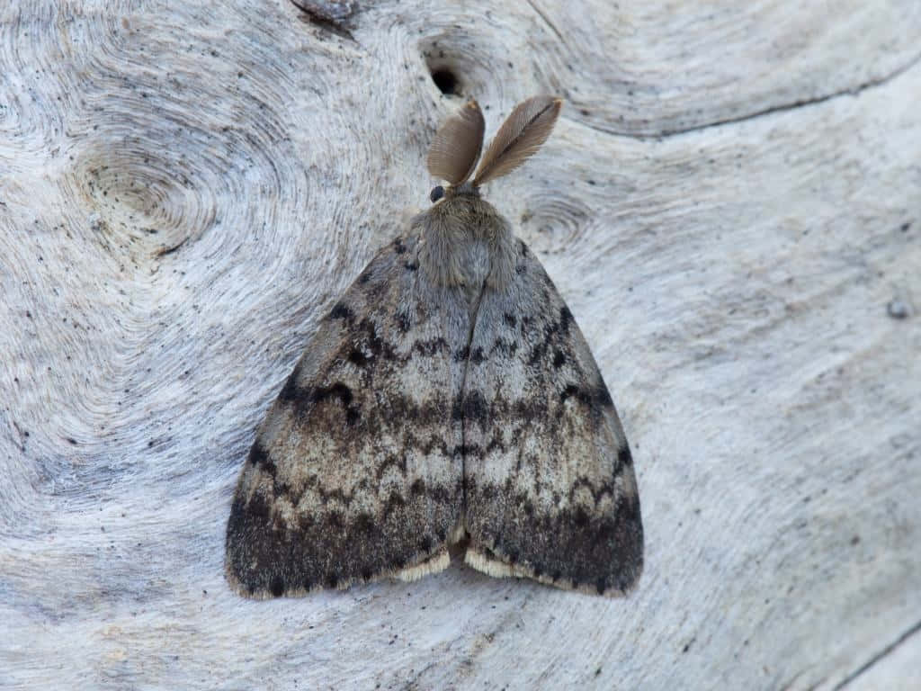Gypsy Moth, wooden surface, weathered light gray driftwood, SD Desktop Wallpaper