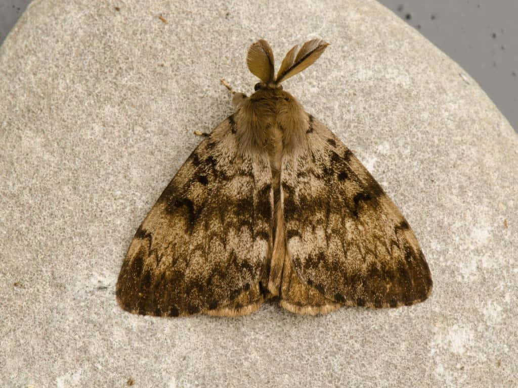 Gypsy Moth, fluffy brown, feathery antennae, SD Desktop Wallpaper