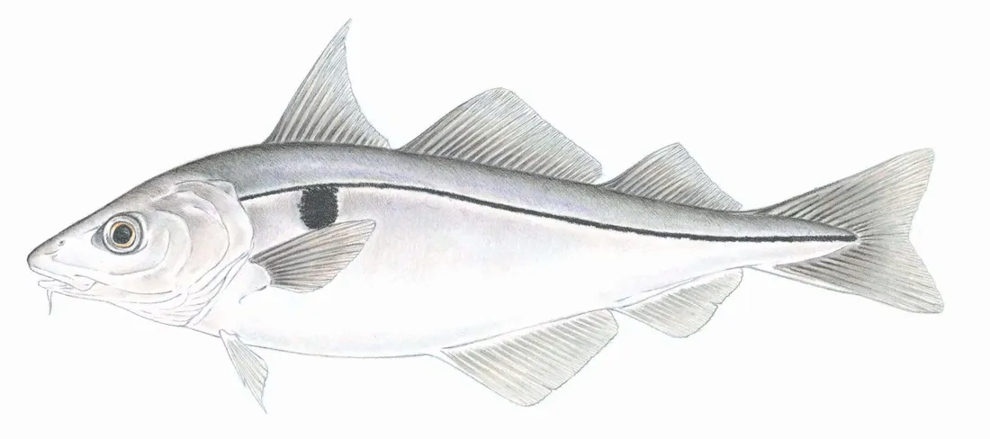Haddock